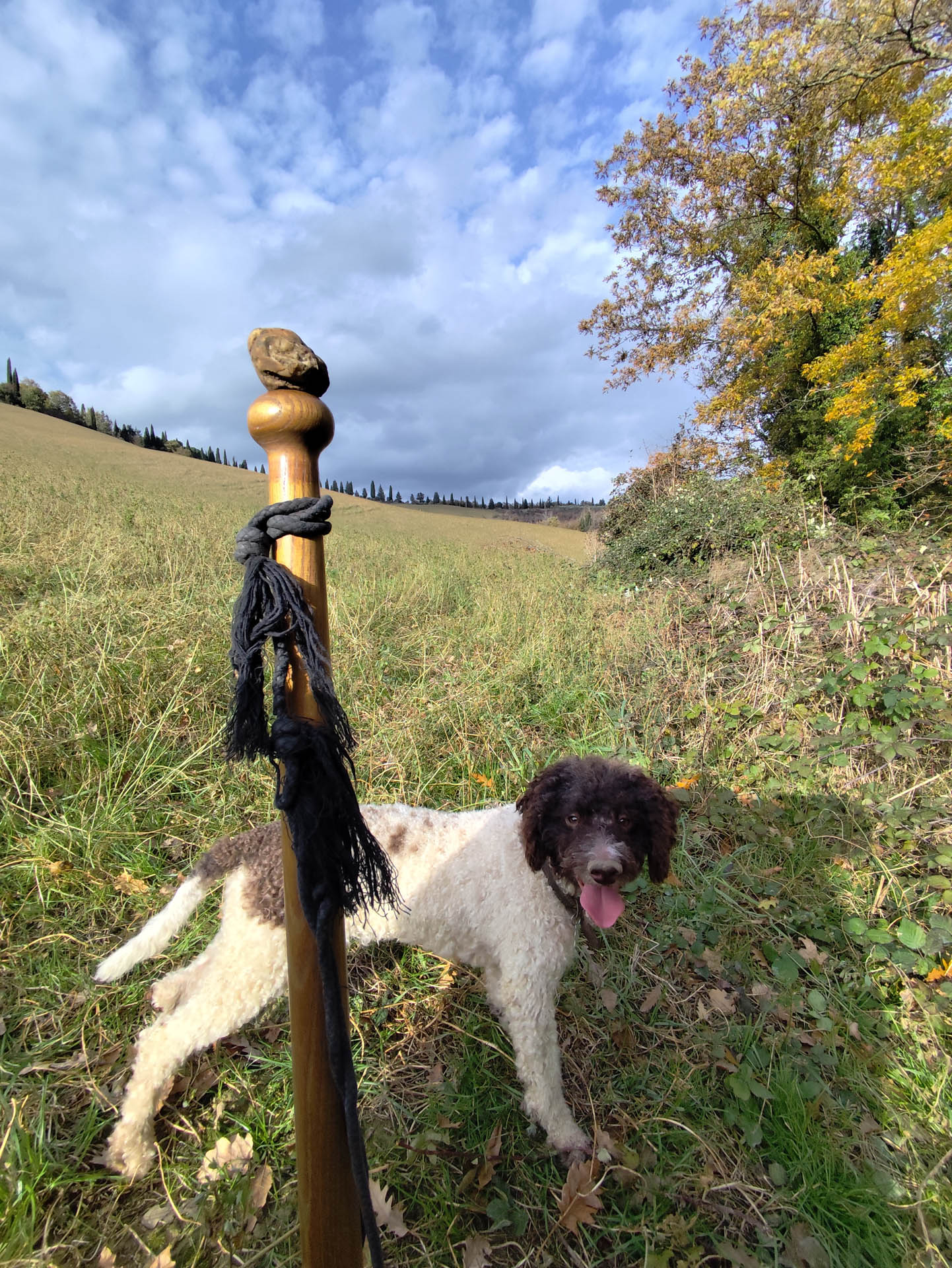 Tuscan Truffle Tales