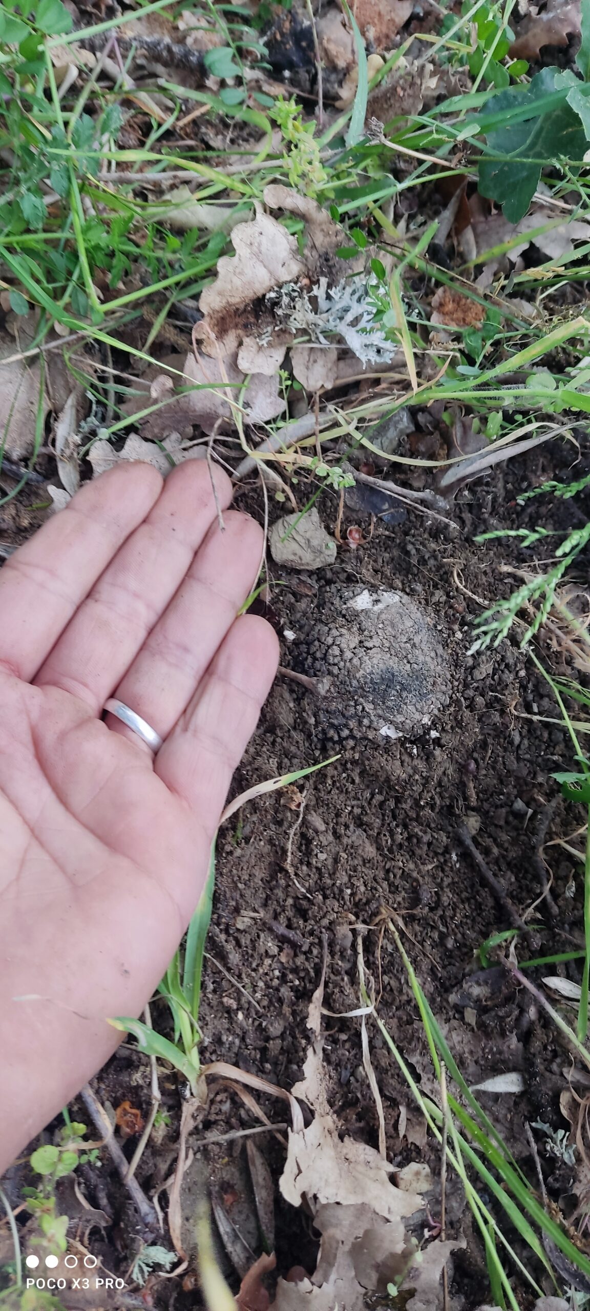 Tuscan Truffle Tales